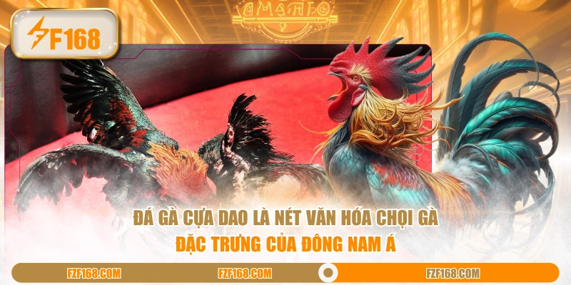 Đá gà cựa dao là nét văn hóa chọi gà đặc trưng của Đông Nam Á Đá gà cựa dao là nét văn hóa chọi gà đặc trưng của Đông Nam Á